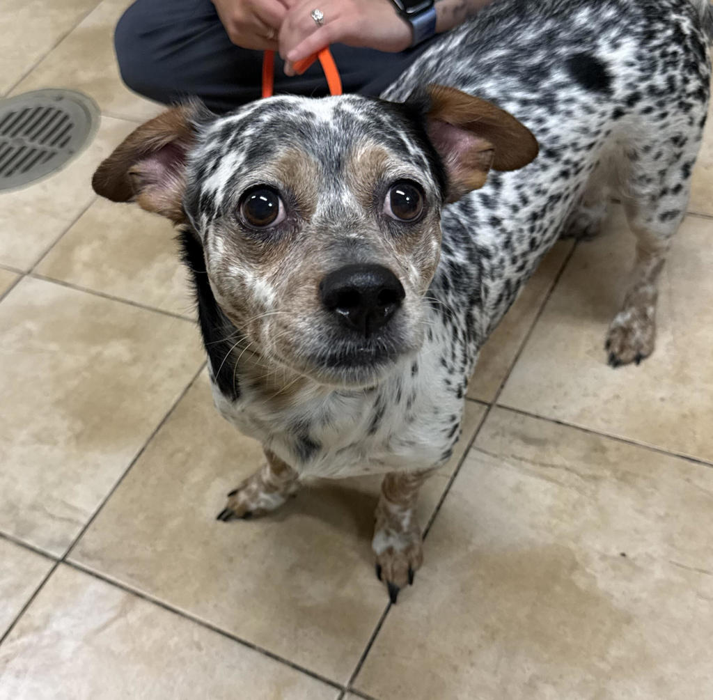 Shelter Stray Male Dog last seen Central Precinct, OR, 1700 W Historic Columbia River Hwy, Troutdale, OR 97060, USA