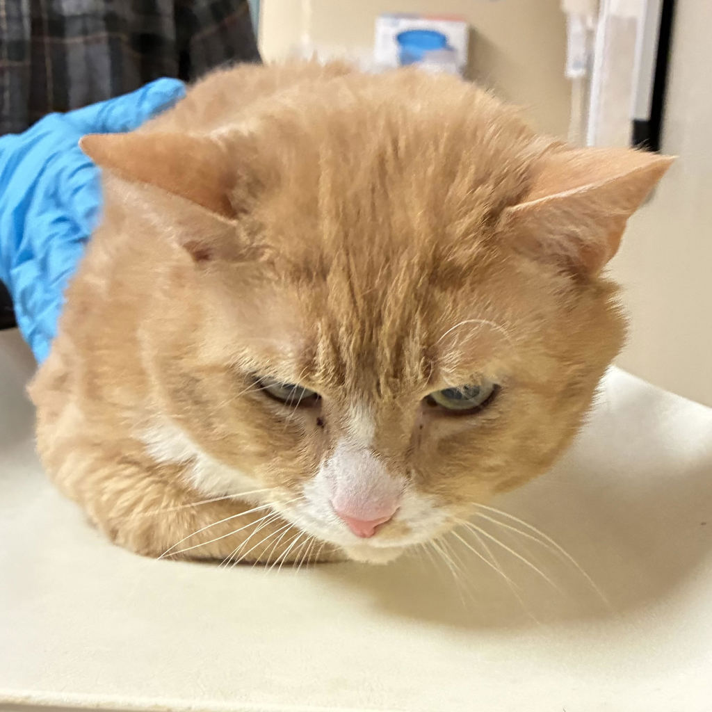Shelter Stray Male Cat last seen N Anchor Way / N Marine Dr, PORTLAND, OR, 97217, 1700 W Historic Columbia River Hwy, Troutdale, OR 97060, USA