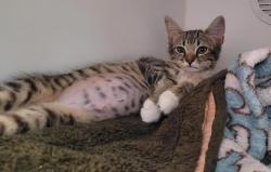 Shelter Stray Female Cat last seen street, San Diego, CA, 92113, 5500 Gaines St, San Diego, CA 92110, USA