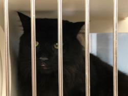 Shelter Stray Male Cat last seen Near Figueroa Boulevard, San Diego, CA, 92109, 5500 Gaines St, San Diego, CA 92110, USA