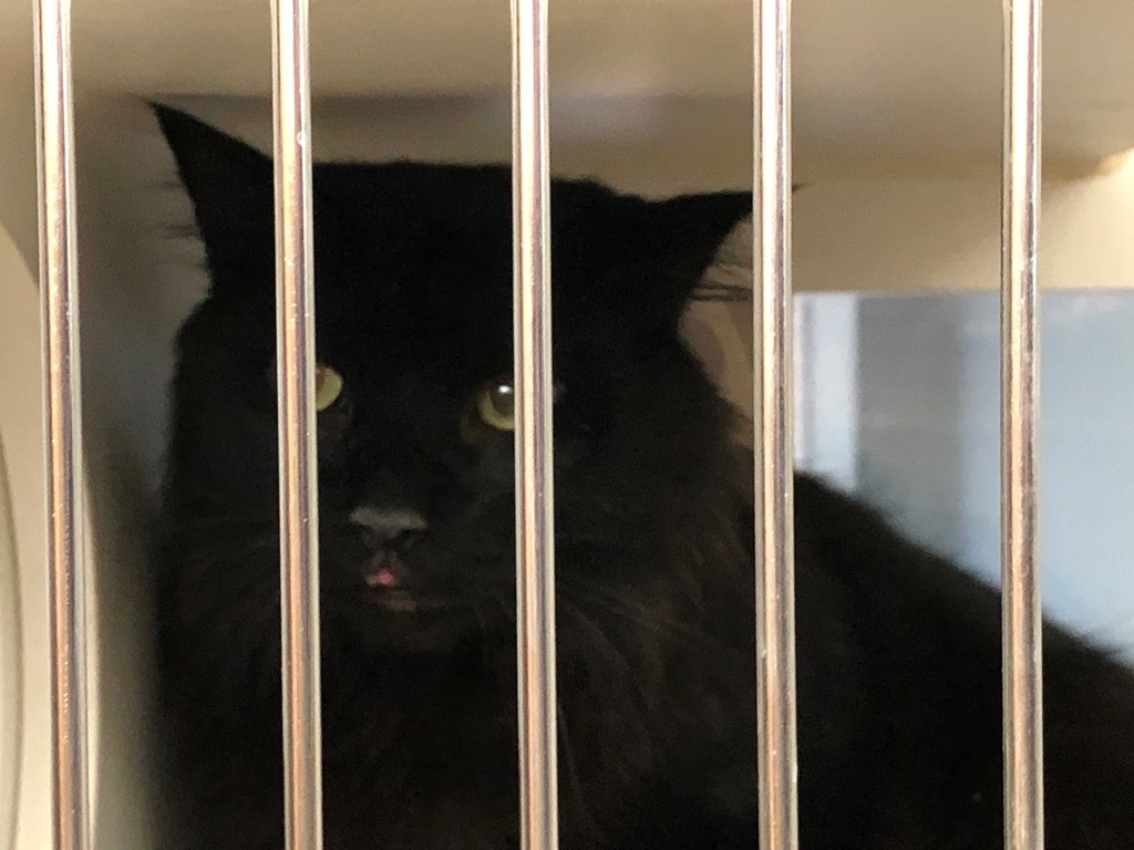 Shelter Stray Male Cat last seen Near Figueroa Boulevard, San Diego, CA, 92109, 5500 Gaines St, San Diego, CA 92110, USA