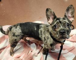 Shelter Stray Female Dog last seen GS found dog on the side of the road in a crate., OAKLAND, CA, 94605, 8323 Baldwin St, Oakland, CA 94621, USA