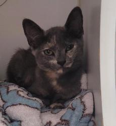 Shelter Stray Female Cat last seen Near Birch Street, San Diego, CA, 92113, 5500 Gaines St, San Diego, CA 92110, USA