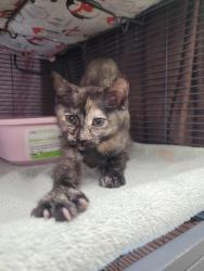 Shelter Stray Female Cat last seen Near Southlook Avenue, San Diego, CA, 92113, 5500 Gaines St, San Diego, CA 92110, USA