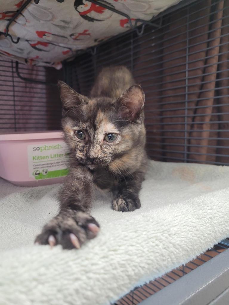 Shelter Stray Female Cat last seen Near Southlook Avenue, San Diego, CA, 92113, 5500 Gaines St, San Diego, CA 92110, USA