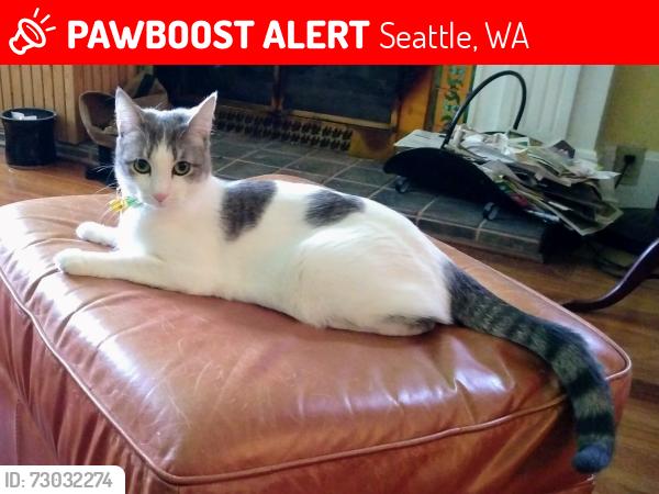 Lost Female Cat last seen 32nd Avenue NW  (Picolinos Restaurant), Seattle, WA 98107