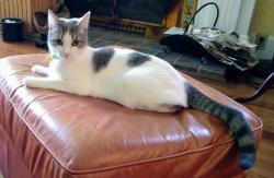 Lost Female Cat last seen 32nd Avenue NW  (Picolinos Restaurant), Seattle, WA 98107