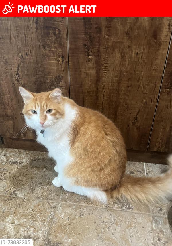 Lost Male Cat last seen Bedico supermarket , St. Tammany Parish, LA 70447