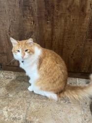 Lost Male Cat last seen Bedico supermarket , St. Tammany Parish, LA 70447