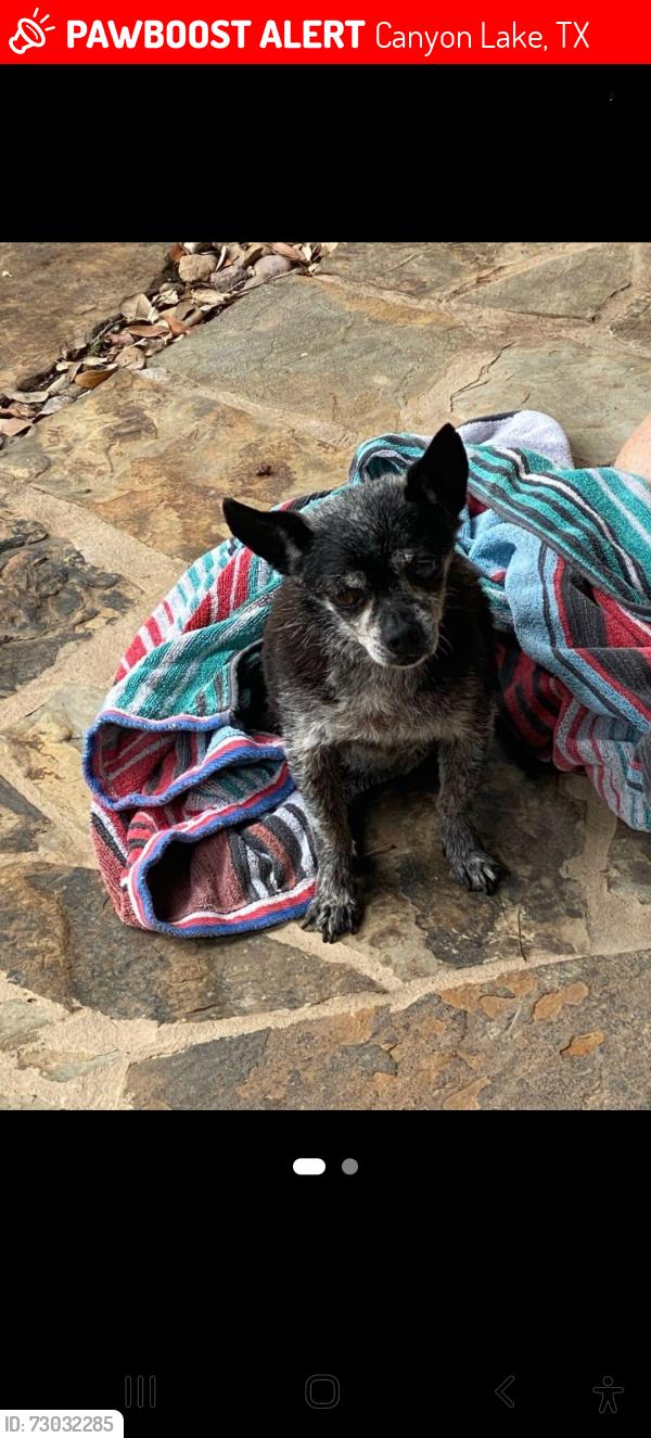Lost Male Dog last seen The oaks canyon lake tx 78133, Canyon Lake, TX 78133