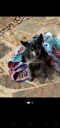 Lost Male Dog last seen The oaks canyon lake tx 78133, Canyon Lake, TX 78133
