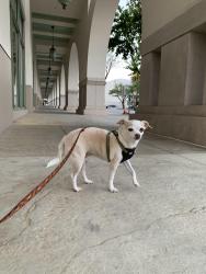 Lost Female Dog last seen 3rd and Camino Real, Arcadia, CA 91006