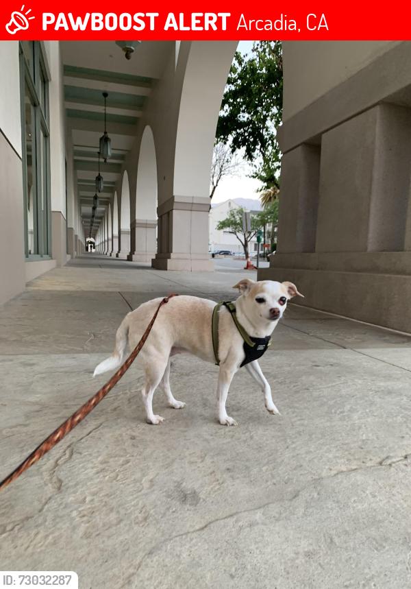 Lost Female Dog last seen 3rd and Camino Real, Arcadia, CA 91006