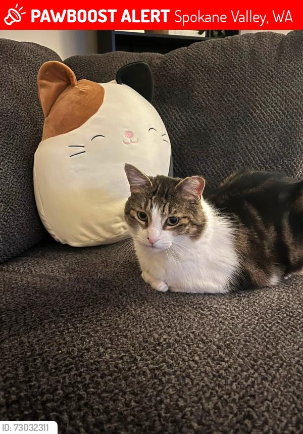Lost Male Cat last seen S Bowdish , Spokane Valley, WA 99206
