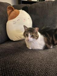 Lost Male Cat last seen S Bowdish , Spokane Valley, WA 99206