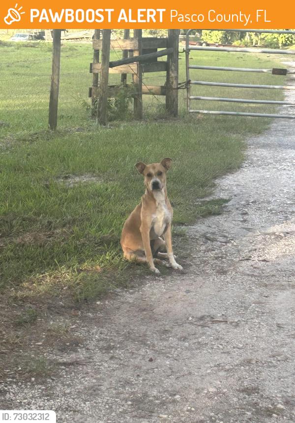 Found/Stray Male Dog last seen Scharber rRoad, Dade City, Pasco County, FL 33525