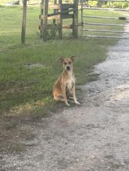 Found/Stray Male Dog last seen Scharber rRoad, Dade City, Pasco County, FL 33525