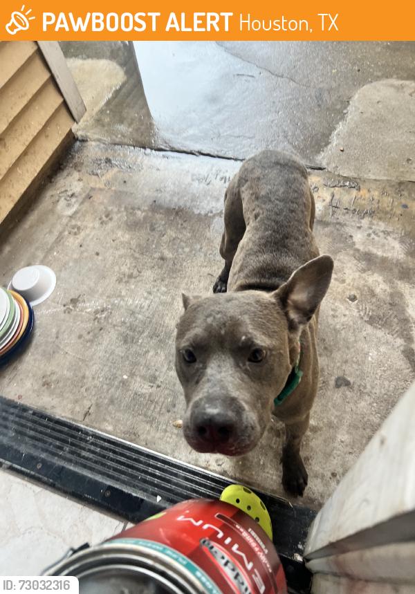 Found/Stray Male Dog last seen Townewest Neighbourhood, Houston, TX 77083