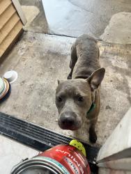 Found/Stray Male Dog last seen Townewest Neighbourhood, Houston, TX 77083