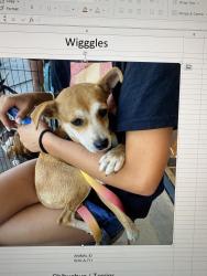 Reunited Female Dog last seen Caramel View and Carmel Country RD. San Diego 92130, San Diego, CA 92130