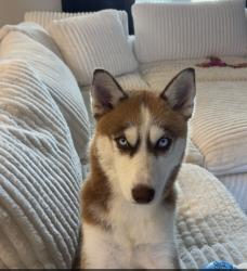 Found/Stray Female Dog last seen May and 66th Emma Elles Italian kitchen, Yukon, OK 73099