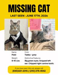 Lost Male Cat last seen Hackberry, Denver Boulevard, San Antonio, TX 78210