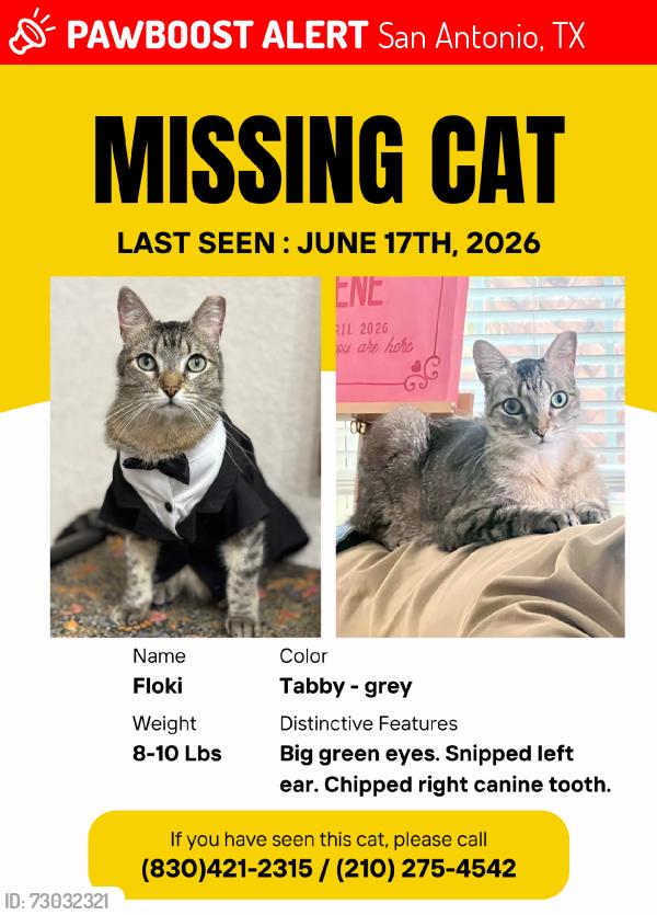 Lost Male Cat last seen Hackberry, Denver Boulevard, San Antonio, TX 78210