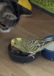 Lost Female Bird last seen San Jose and San Rafael, San Leandro, CA 94577