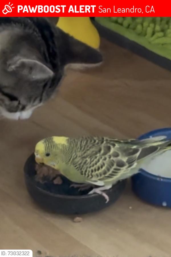 Lost Female Bird last seen San Jose and San Rafael, San Leandro, CA 94577
