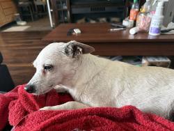 Lost Male Dog last seen Oleander & Pear, Compton, CA 90222