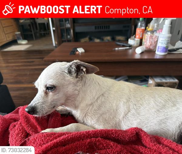 Lost Male Dog last seen Oleander & Pear, Compton, CA 90222