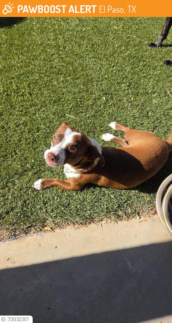 Found/Stray Male Dog last seen Desert Sea & Justice, El Paso, TX 79938