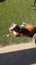 Found/Stray Male Dog last seen Desert Sea & Justice, El Paso, TX 79938