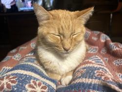 Reunited Female Cat last seen Nelson and Newcombe Street, Arvada, CO 80004