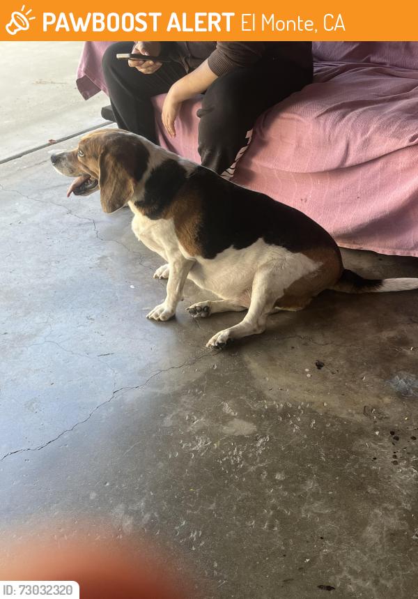 Found/Stray Female Dog last seen Cogswell Rd, El Monte , El Monte, CA 91732
