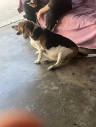 Found/Stray Female Dog last seen Cogswell Rd, El Monte , El Monte, CA 91732