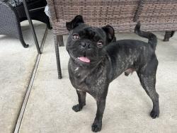 Found/Stray Male Dog last seen Near West Stables, Cypress, TX 77433