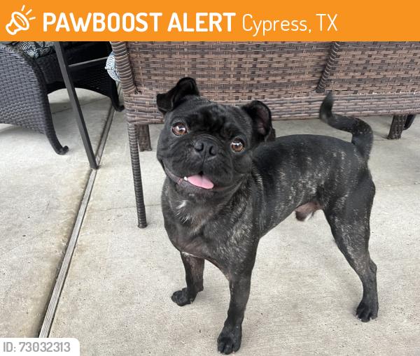 Found/Stray Male Dog last seen Near West Stables, Cypress, TX 77433
