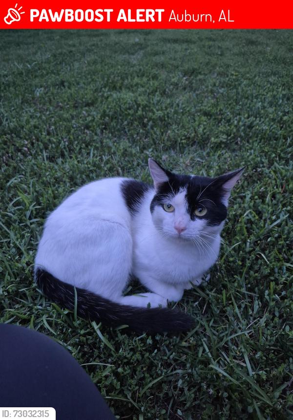 Lost Male Cat last seen Grove Hill, Ingleside Dr near pond, Auburn, AL 36830