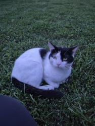 Lost Male Cat last seen Grove Hill, Ingleside Dr near pond, Auburn, AL 36830