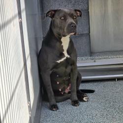 Found/Stray Female Dog last seen Near Orange Ave, Long Beach, CA 90805, Long Beach, CA 90805