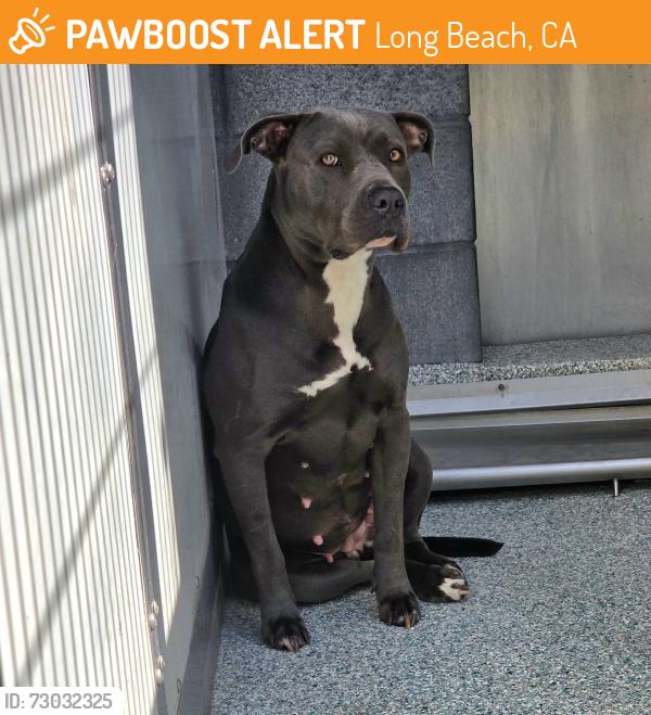 Found/Stray Female Dog last seen Near Orange Ave, Long Beach, CA 90805, Long Beach, CA 90805