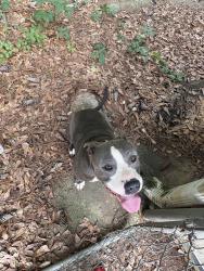 Reunited Male Dog last seen Lithonia high school , Redan, GA 30058