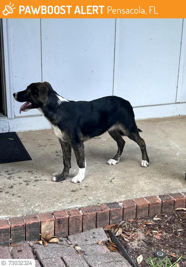 Found/Stray Female Dog last seen Hendrix, Pensacola, FL 32514
