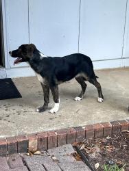 Found/Stray Female Dog last seen Hendrix, Pensacola, FL 32514