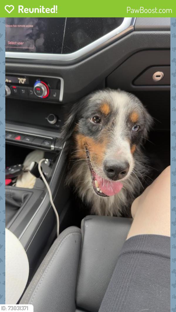 Reunited Male Dog last seen Near Hollywood Blvd, Hollywood, FL 33020, USA, Hollywood, FL 33020