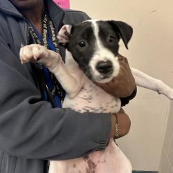 Shelter Stray Female Dog last seen , 2350 Appling City Cove, Memphis, TN 38133, USA