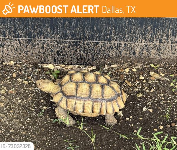 Found/Stray Unknown Reptile last seen Welch Rd, Dallas, TX 75229