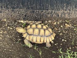 Found/Stray Unknown Reptile last seen Welch Rd, Dallas, TX 75229