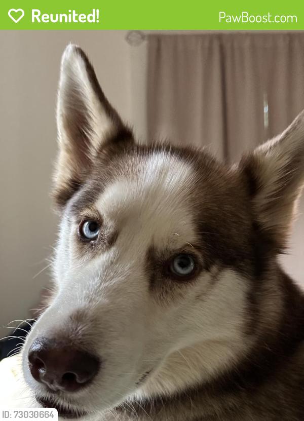 Reunited Male Dog last seen Pinewood Road, Rock Hill, SC 29730
